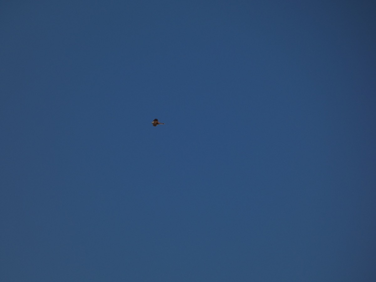 American Kestrel - ML642178255