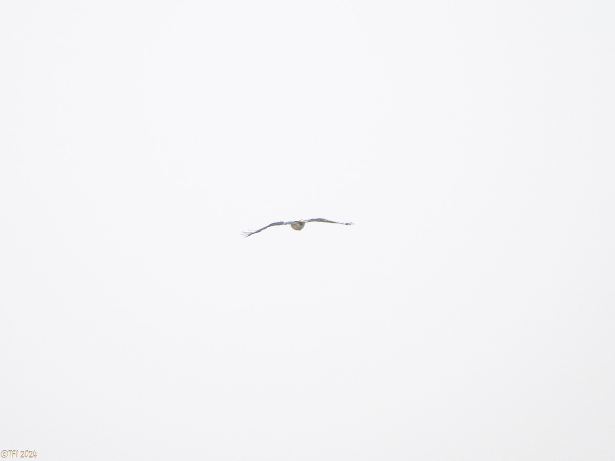 White Hawk (Black-tailed) - ML642178262