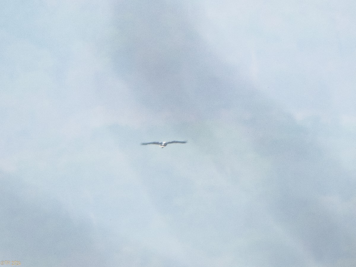 White Hawk (Black-tailed) - ML642178272