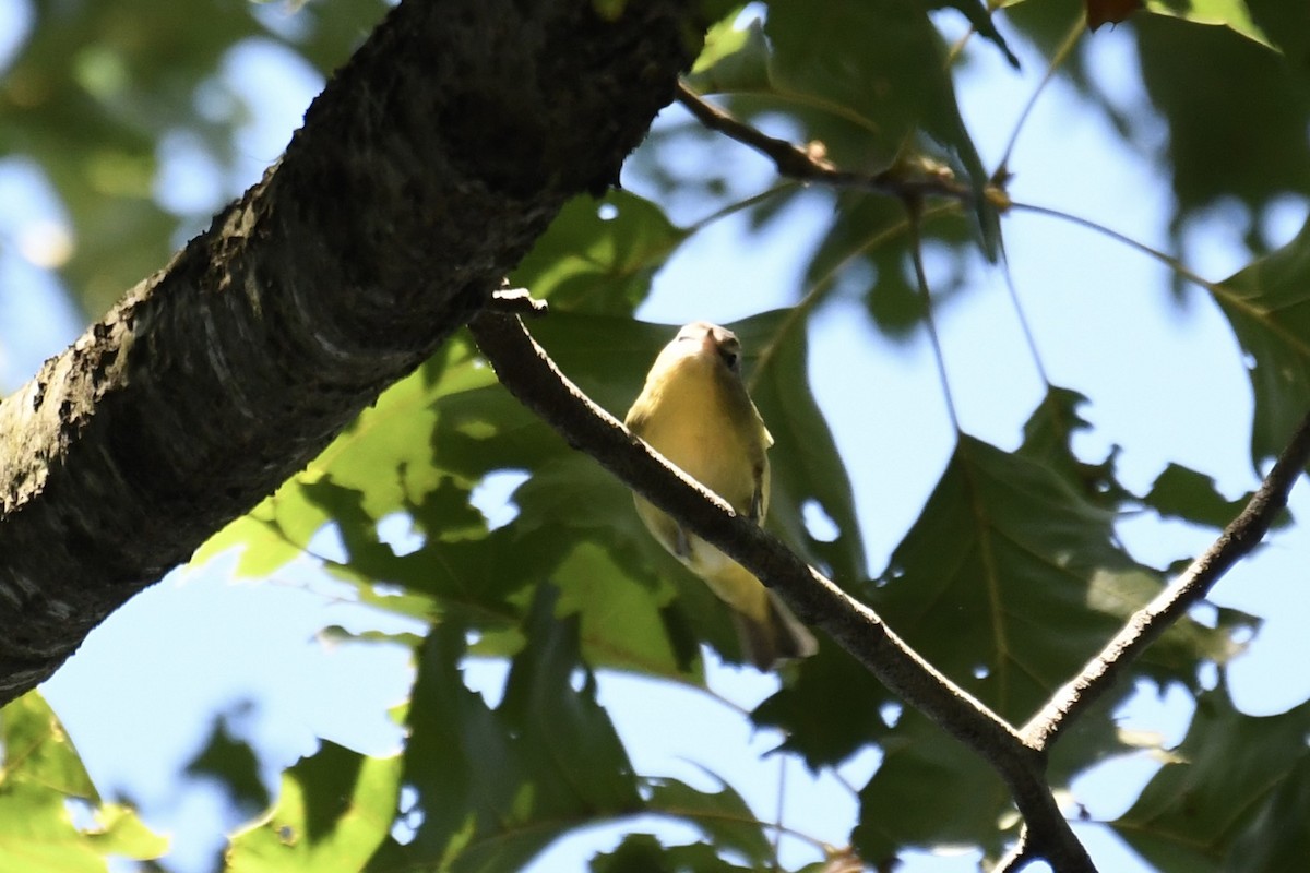 Philadelphia Vireo - ML642178286