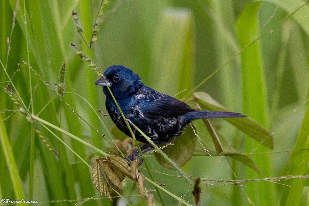 Blue-black Grassquit - ML642178287