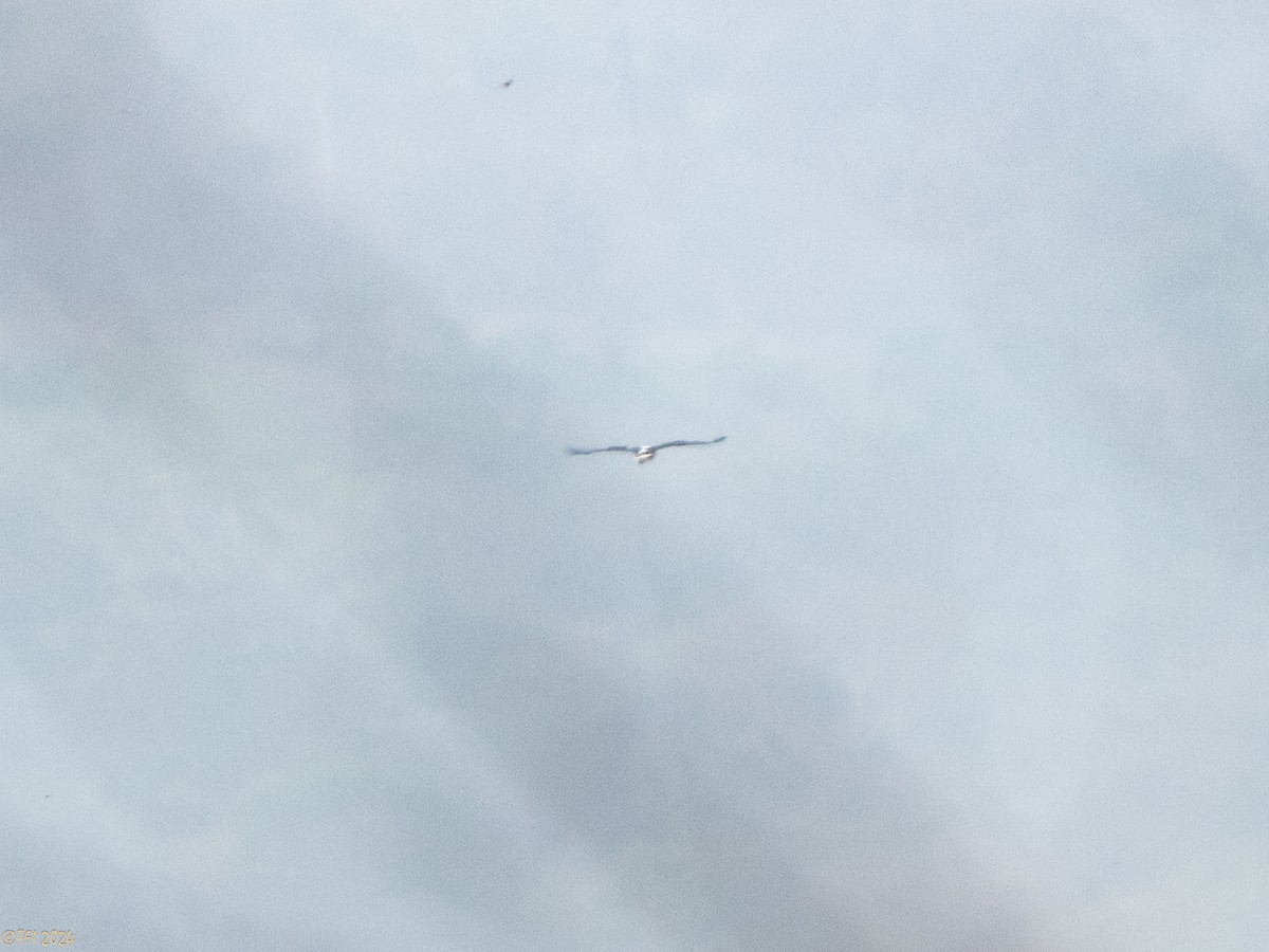 White Hawk (Black-tailed) - ML642178288