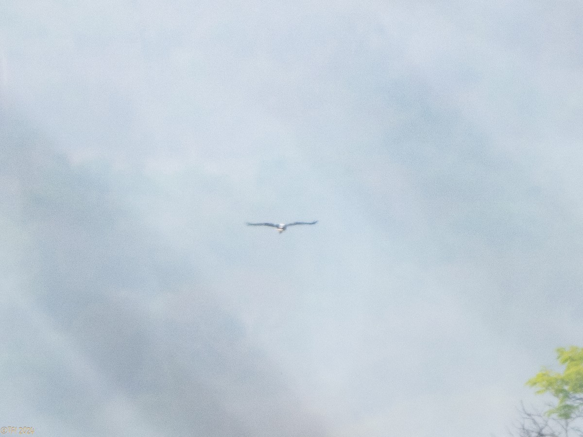 White Hawk (Black-tailed) - ML642178290