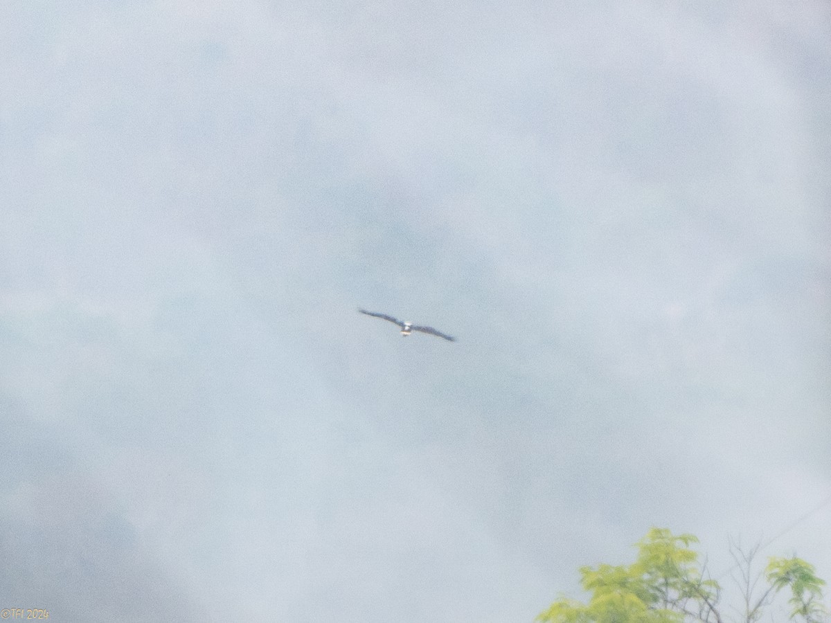 White Hawk (Black-tailed) - ML642178296