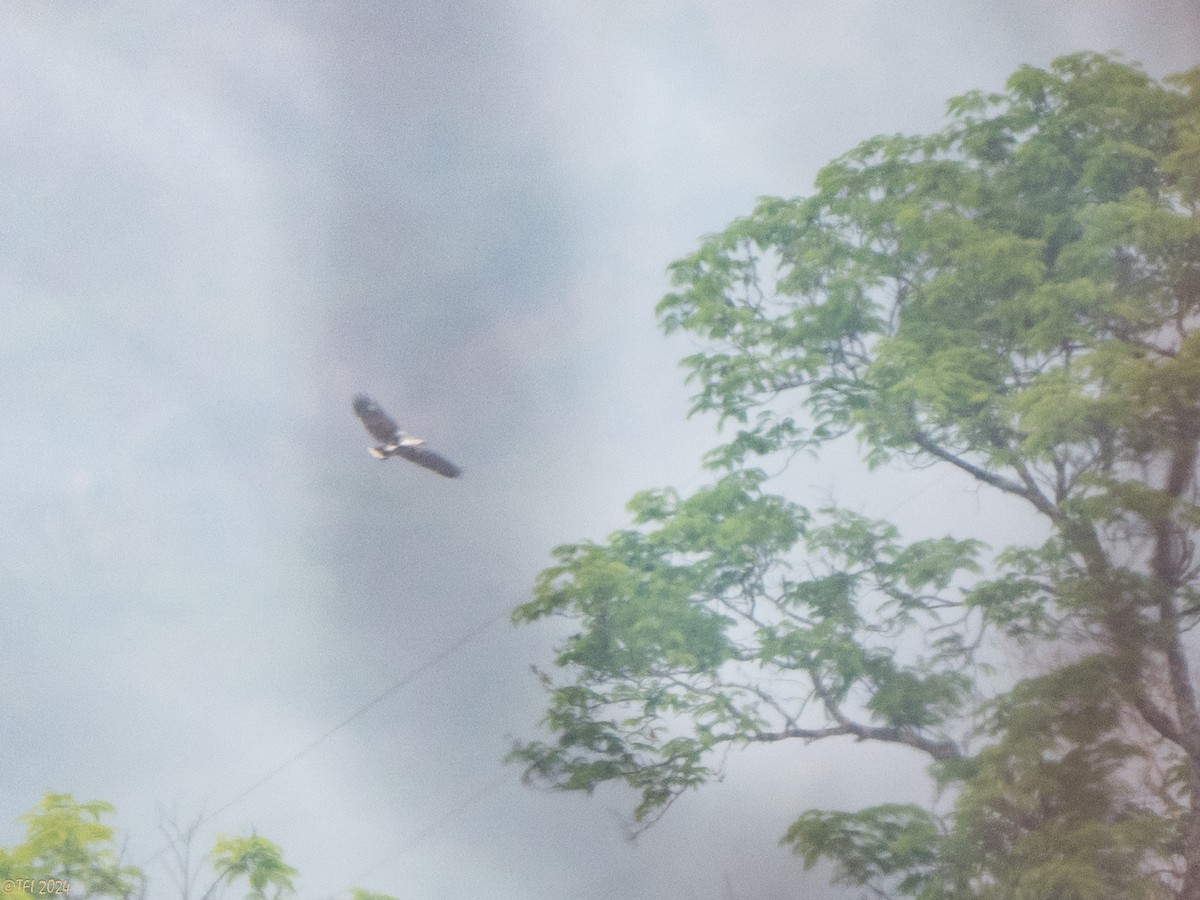 White Hawk (Black-tailed) - ML642178298