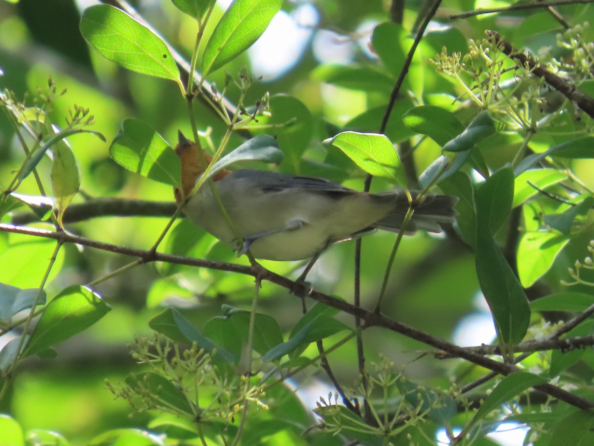 Fulvous-headed Tanager - ML642178302