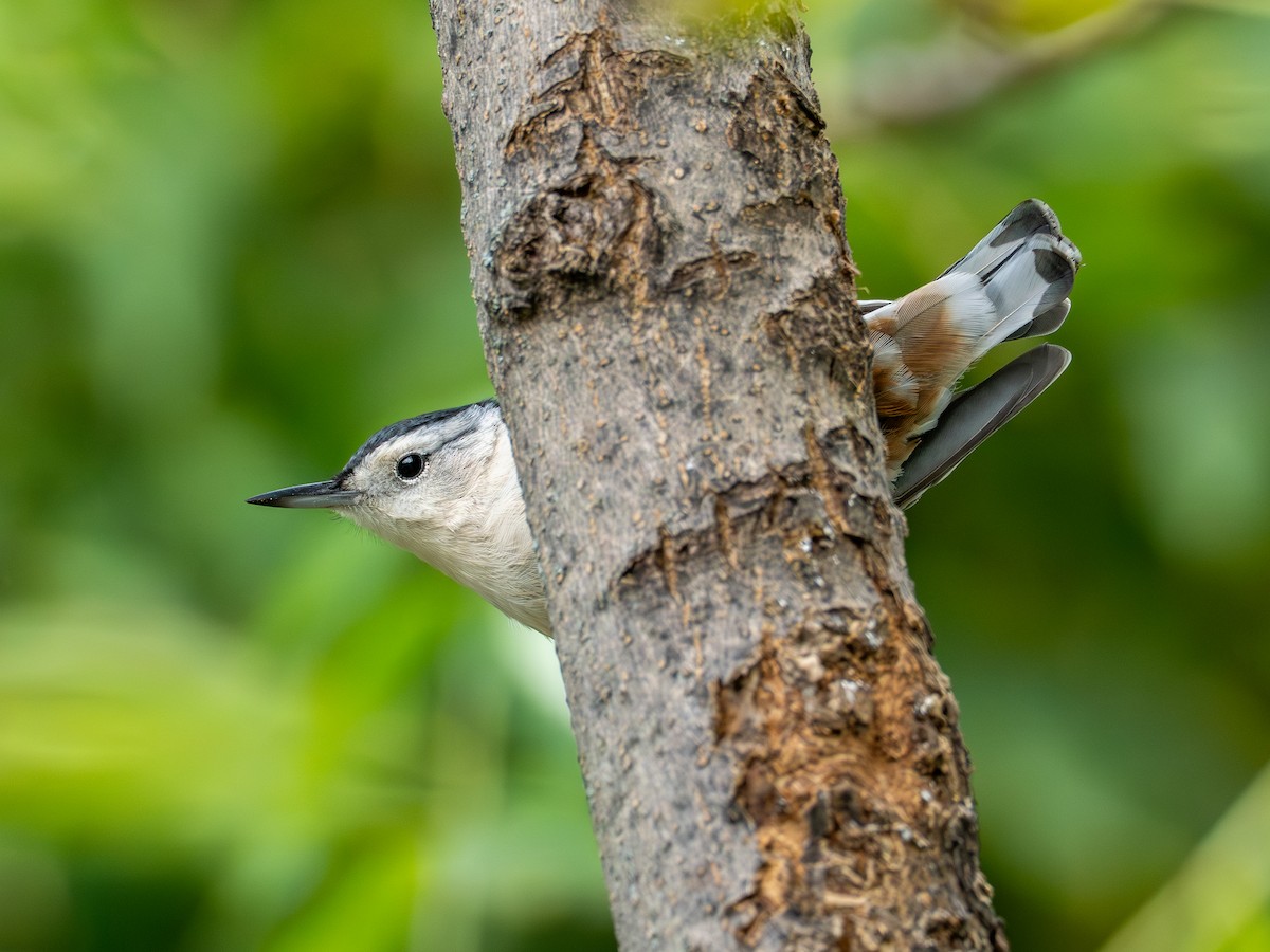 White-breasted Nuthatch - ML642178303
