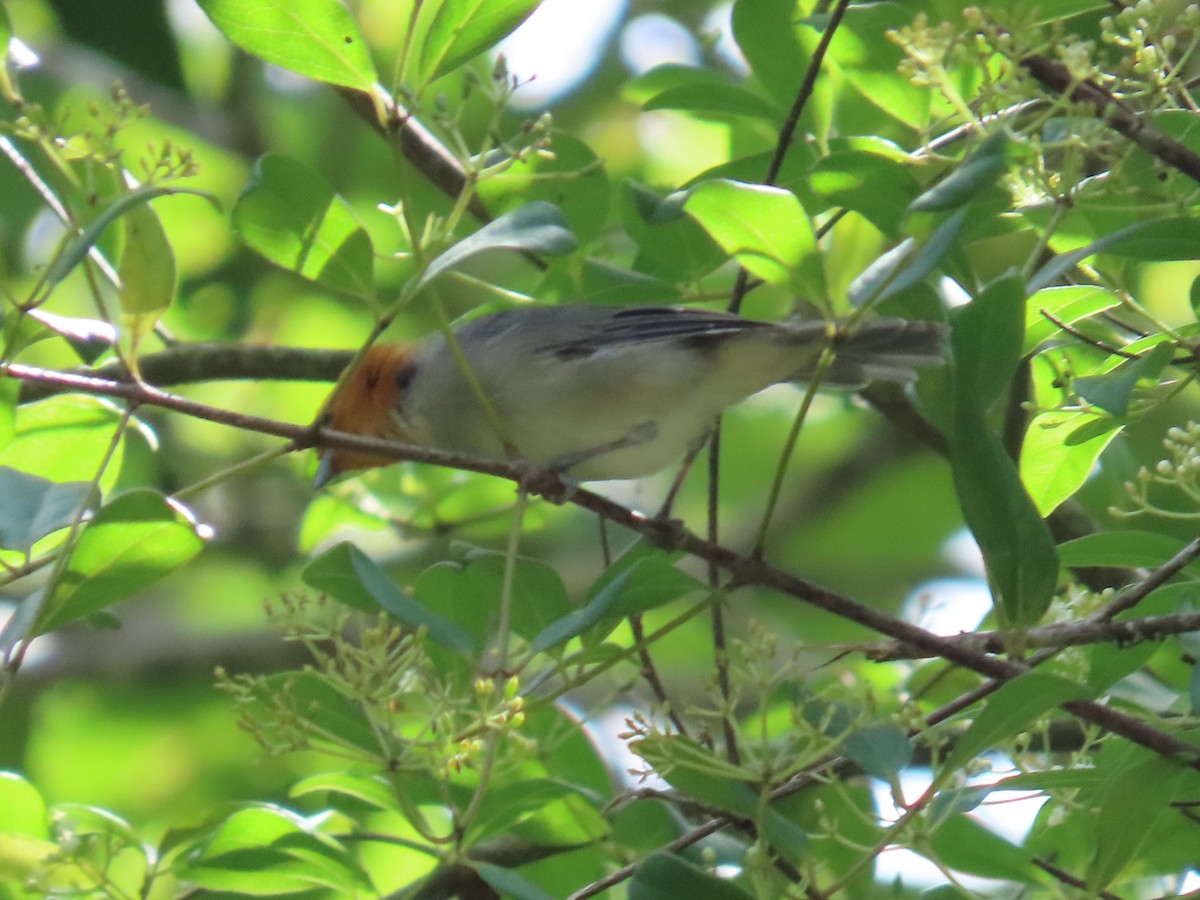 Fulvous-headed Tanager - ML642178313