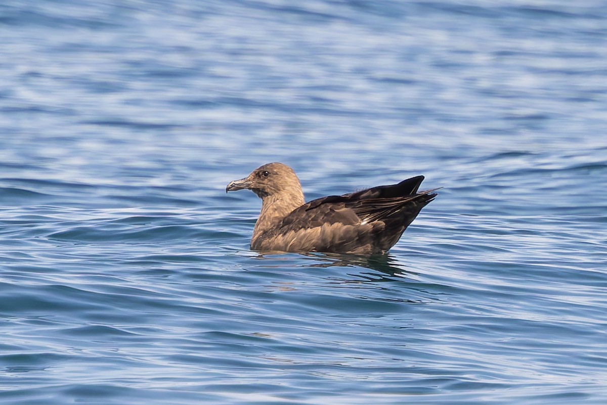 South Polar Skua - ML642178328