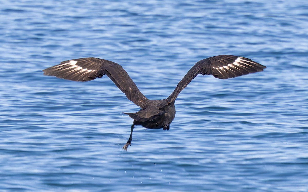 South Polar Skua - ML642178329