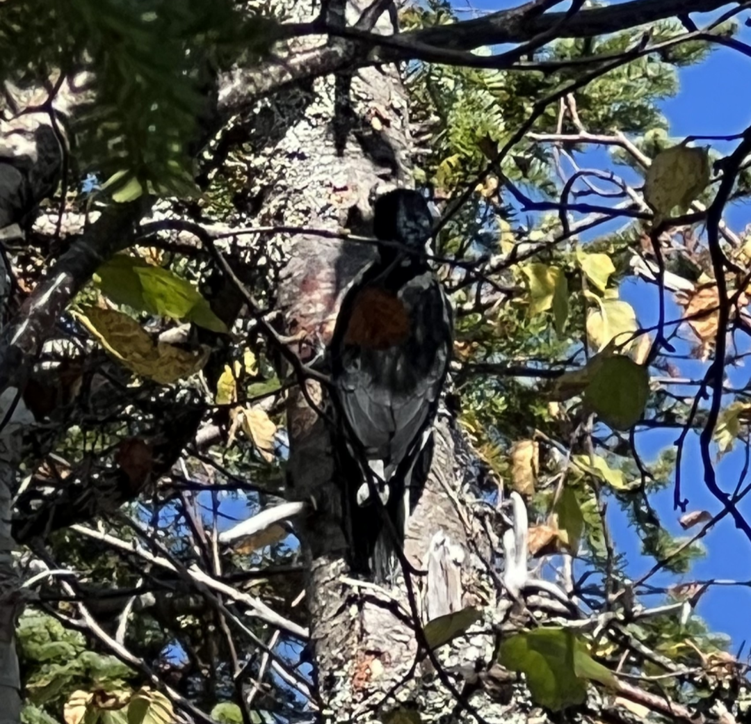 Black-backed Woodpecker - ML642178335