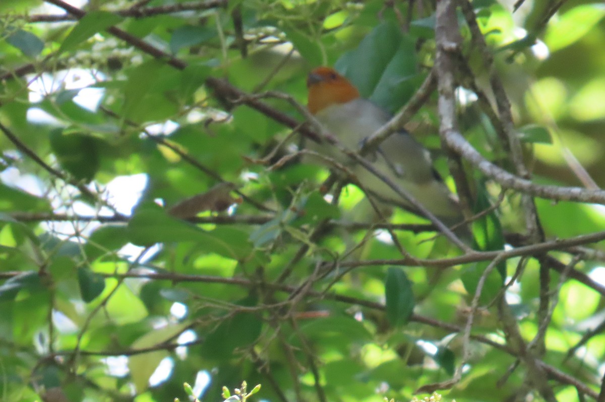 Fulvous-headed Tanager - ML642178346