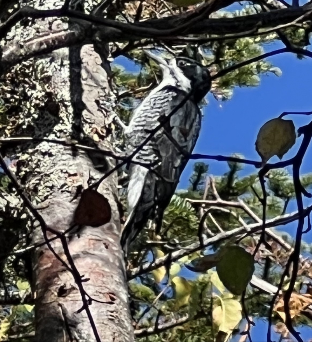 Black-backed Woodpecker - ML642178349