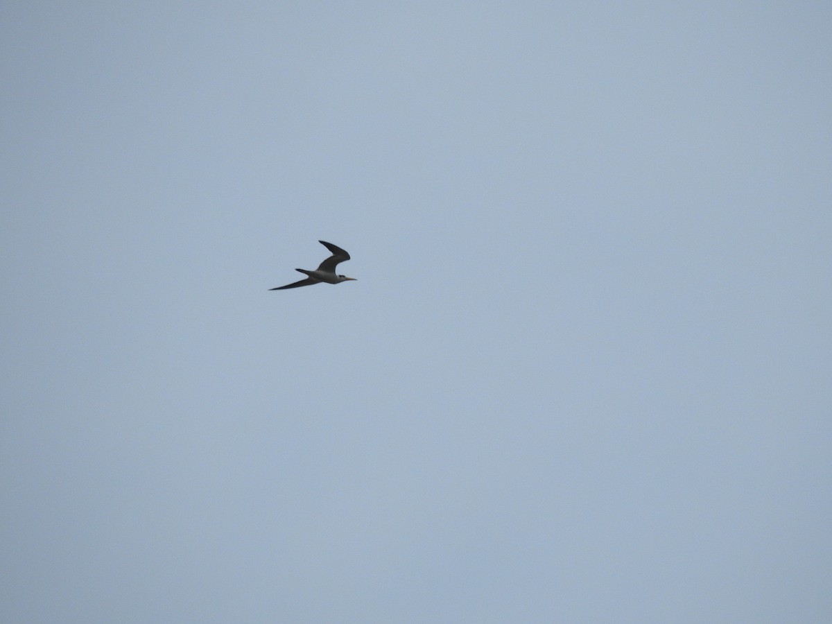 Large-billed Tern - ML642178350