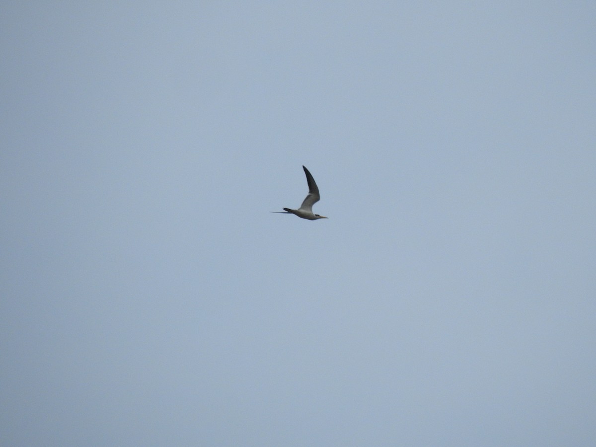 Large-billed Tern - ML642178351