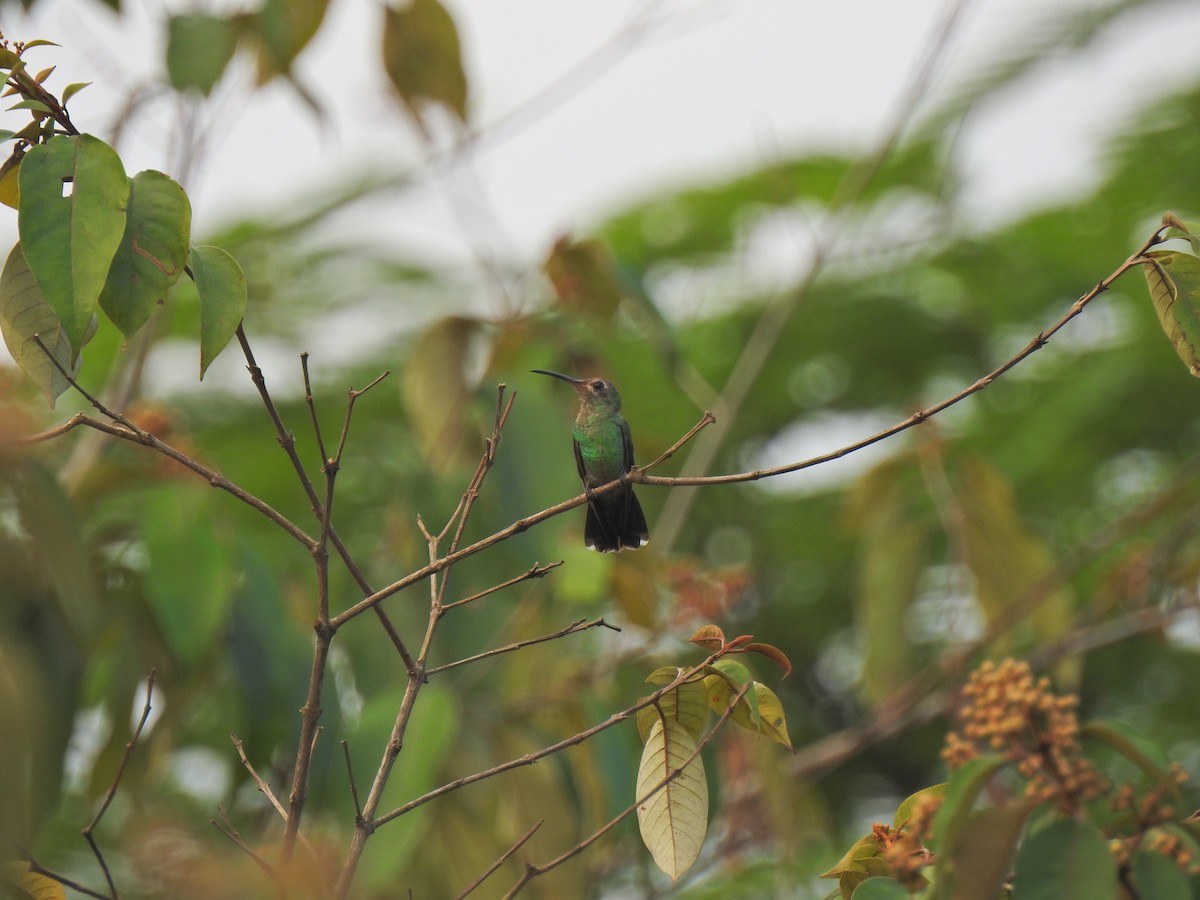 Green-tailed Goldenthroat - ML642178358