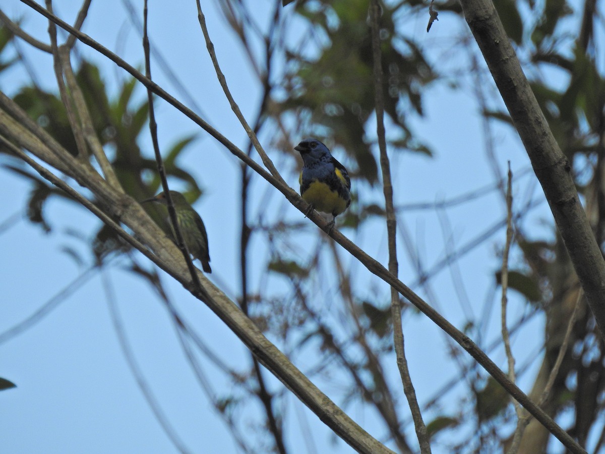 Turquoise Tanager - ML642178371