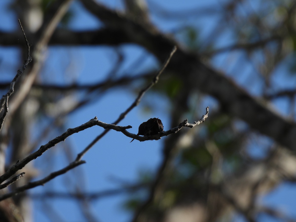 Fiery-tailed Awlbill - ML642178377