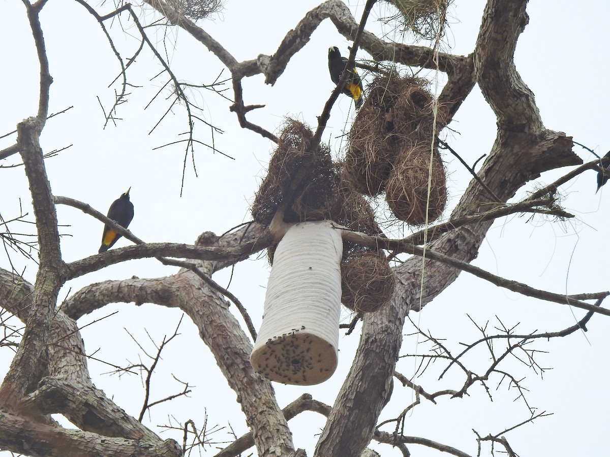 Yellow-rumped Cacique - ML642178387
