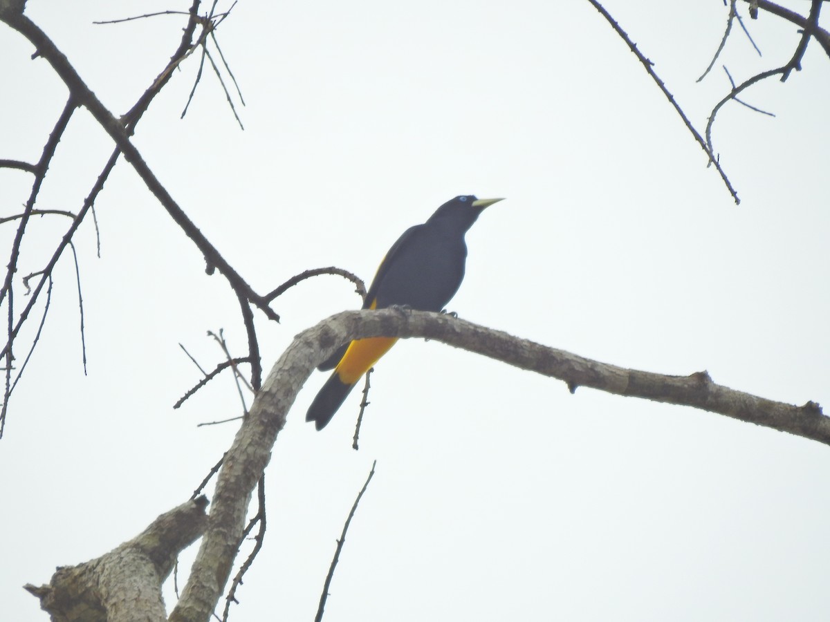 Yellow-rumped Cacique - ML642178388