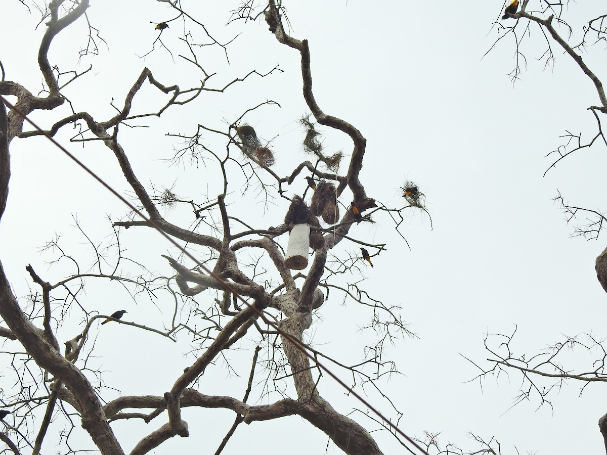 Yellow-rumped Cacique - ML642178389