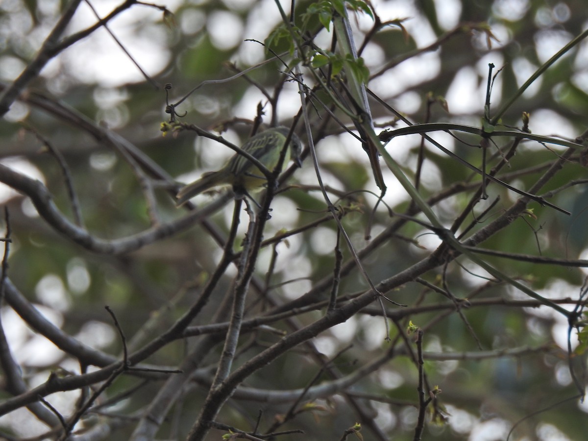 Slender-footed Tyrannulet - ML642178392