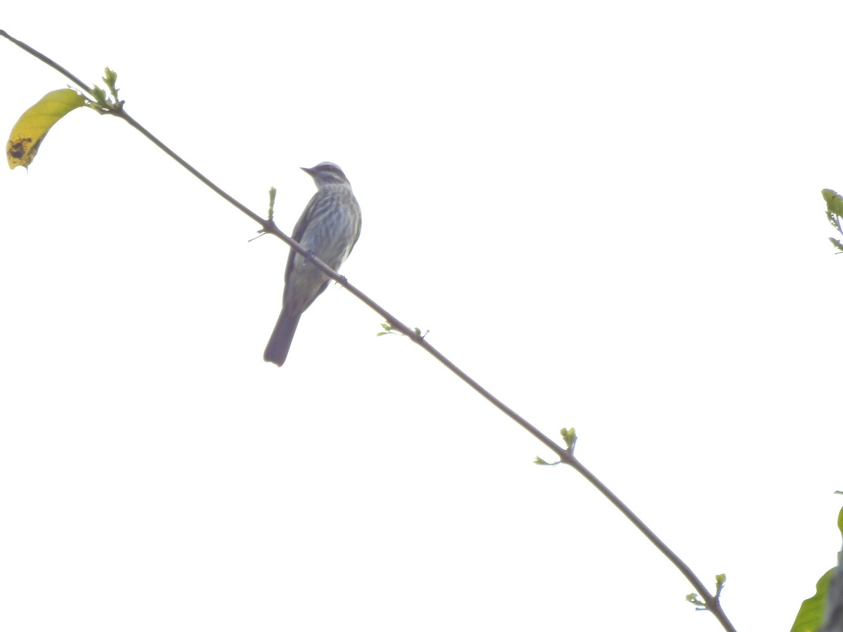 Variegated Flycatcher - ML642178398