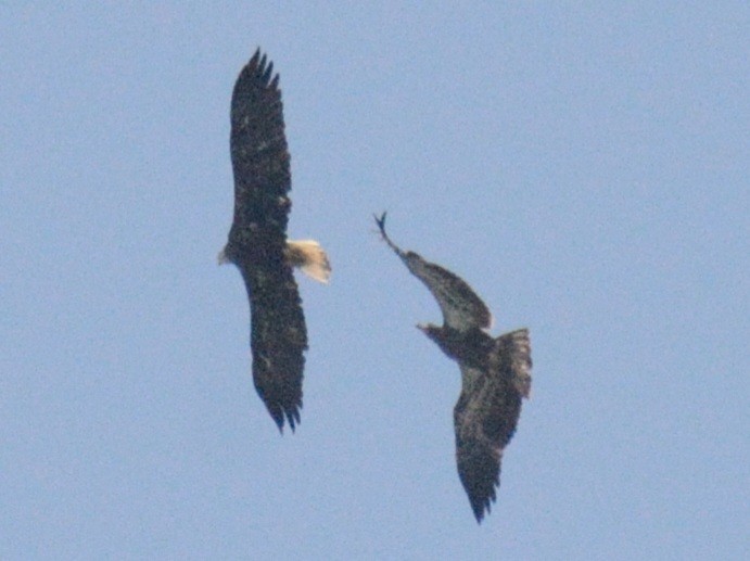 Bald Eagle - ML642178402