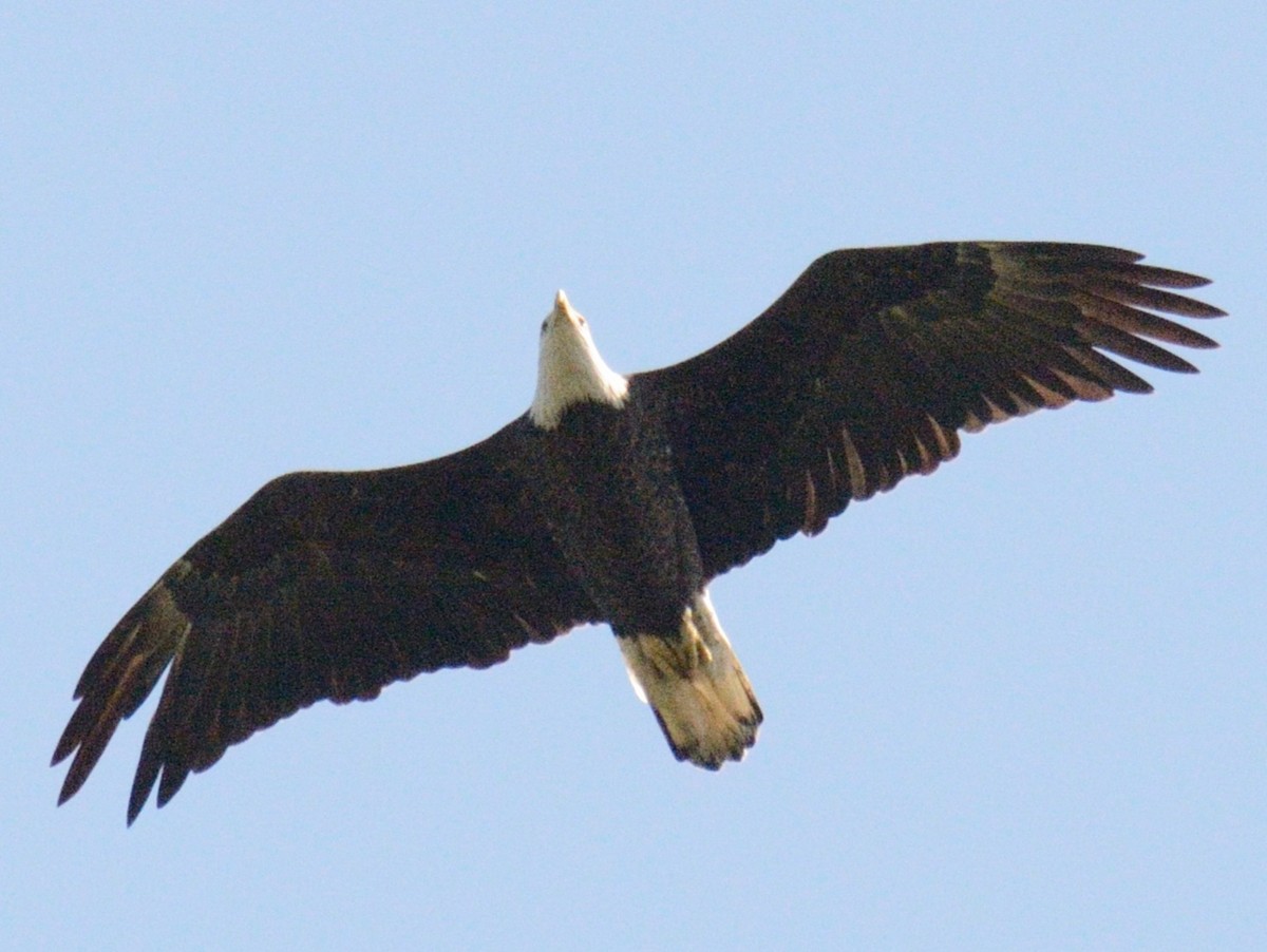 Bald Eagle - ML642178404