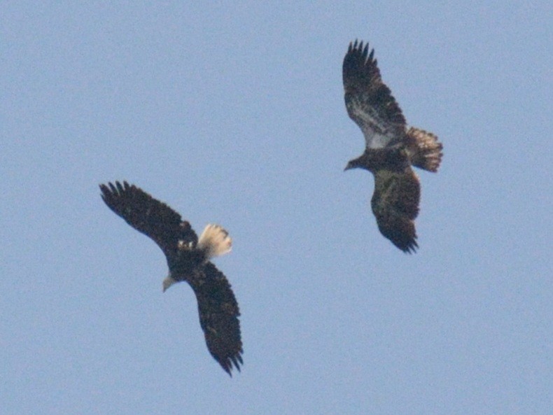 Bald Eagle - ML642178405