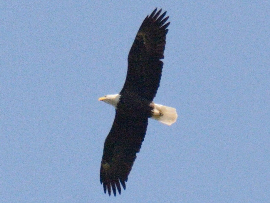 Bald Eagle - ML642178406