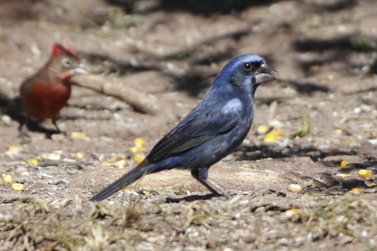 Ultramarine Grosbeak - ML642178407