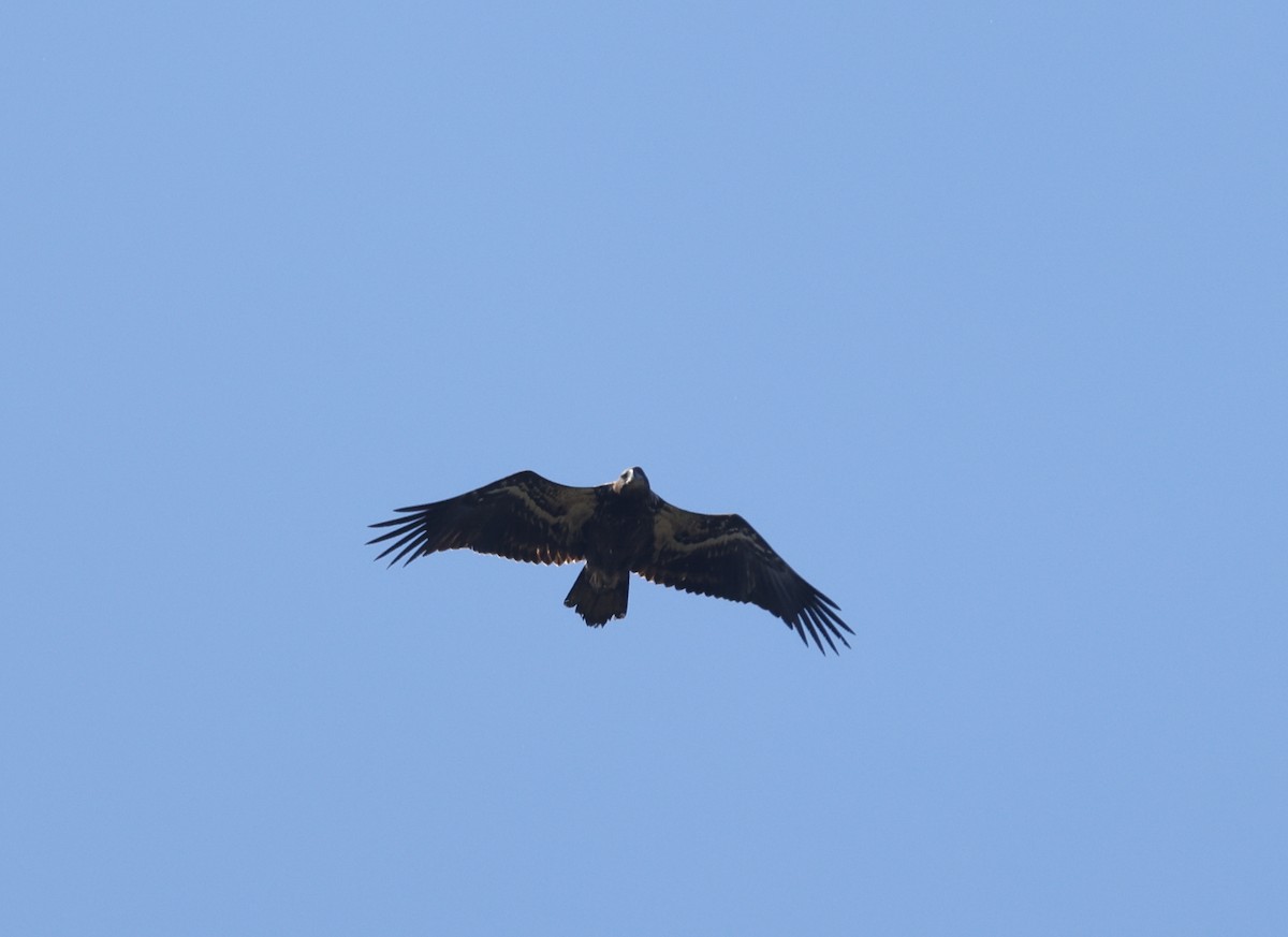 Bald Eagle - ML642178408