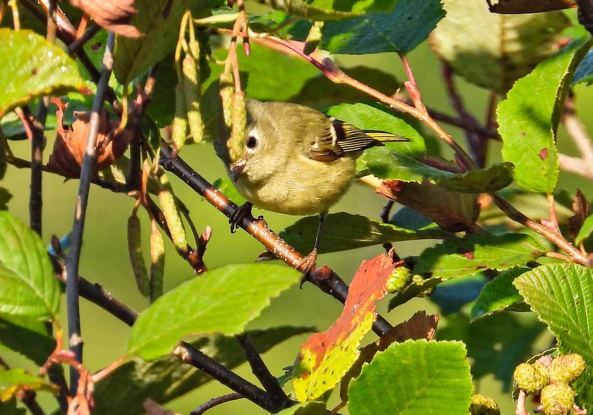 Ruby-crowned Kinglet - ML642178419