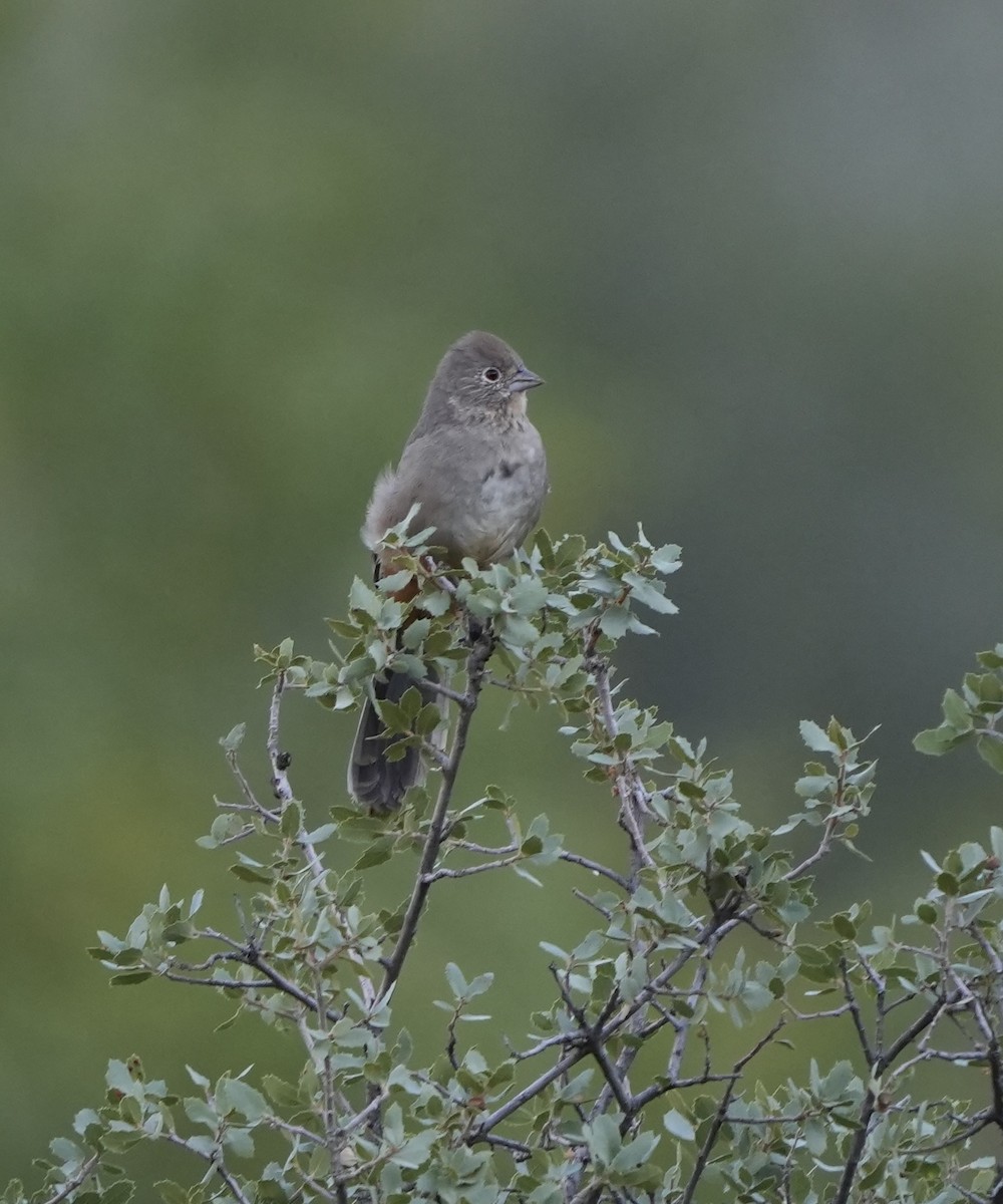 Canyon Towhee - ML642178423