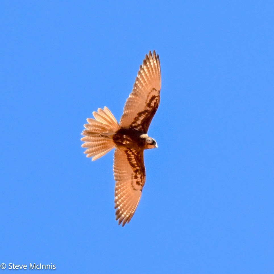 Brown Falcon - ML642178427