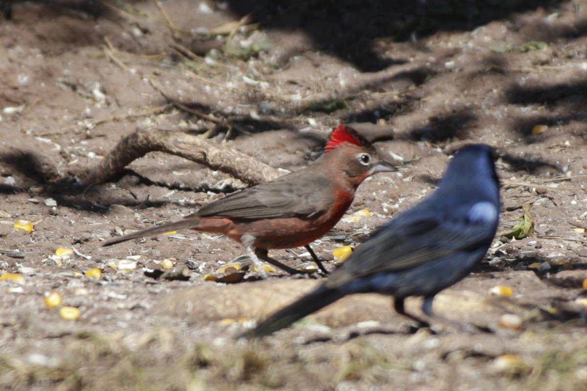 Red-crested Finch - ML642178429