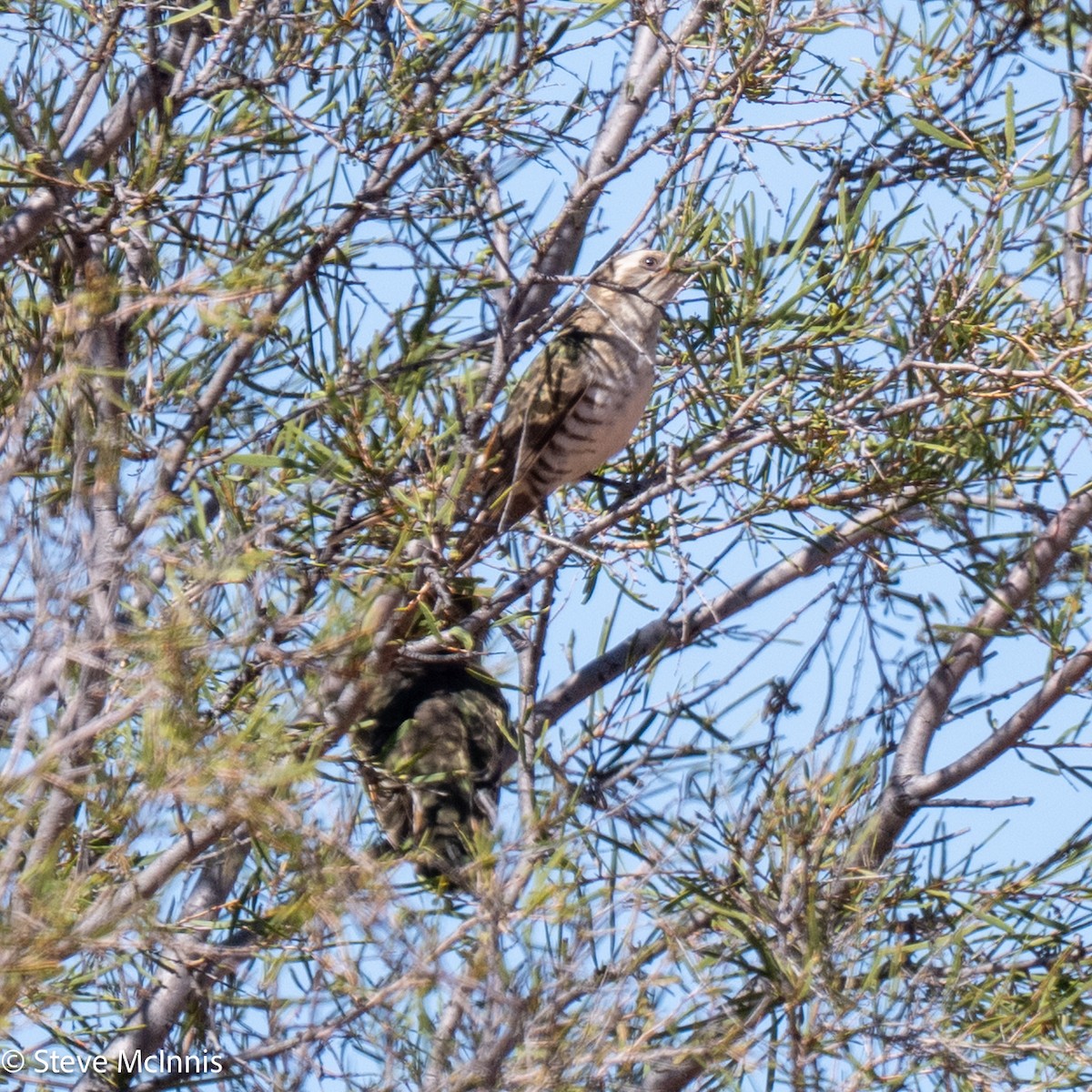 Horsfield's Bronze-Cuckoo - ML642178441