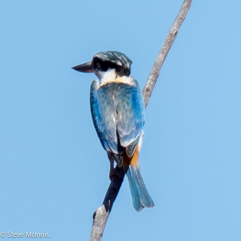 Red-backed Kingfisher - ML642178462