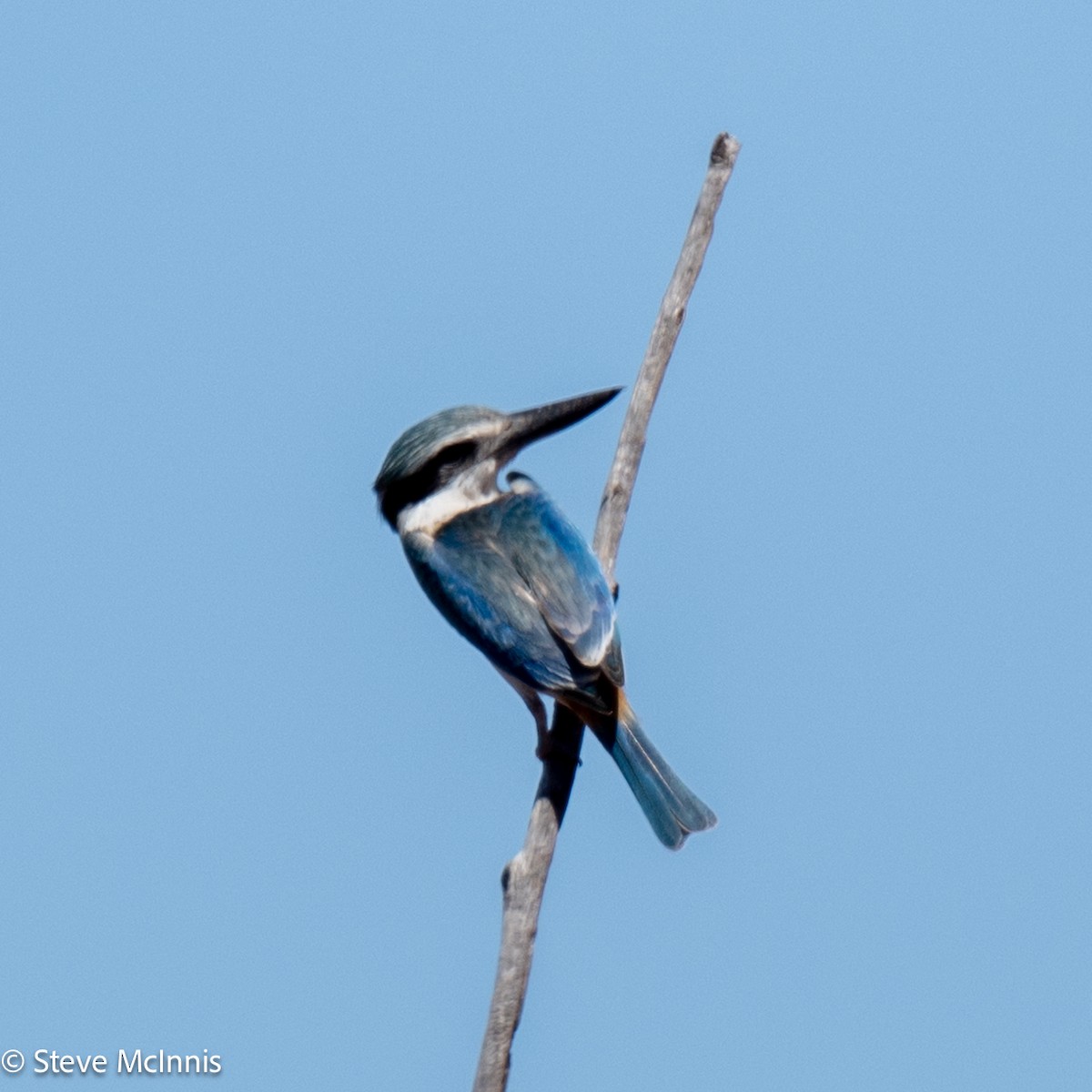 Red-backed Kingfisher - ML642178463