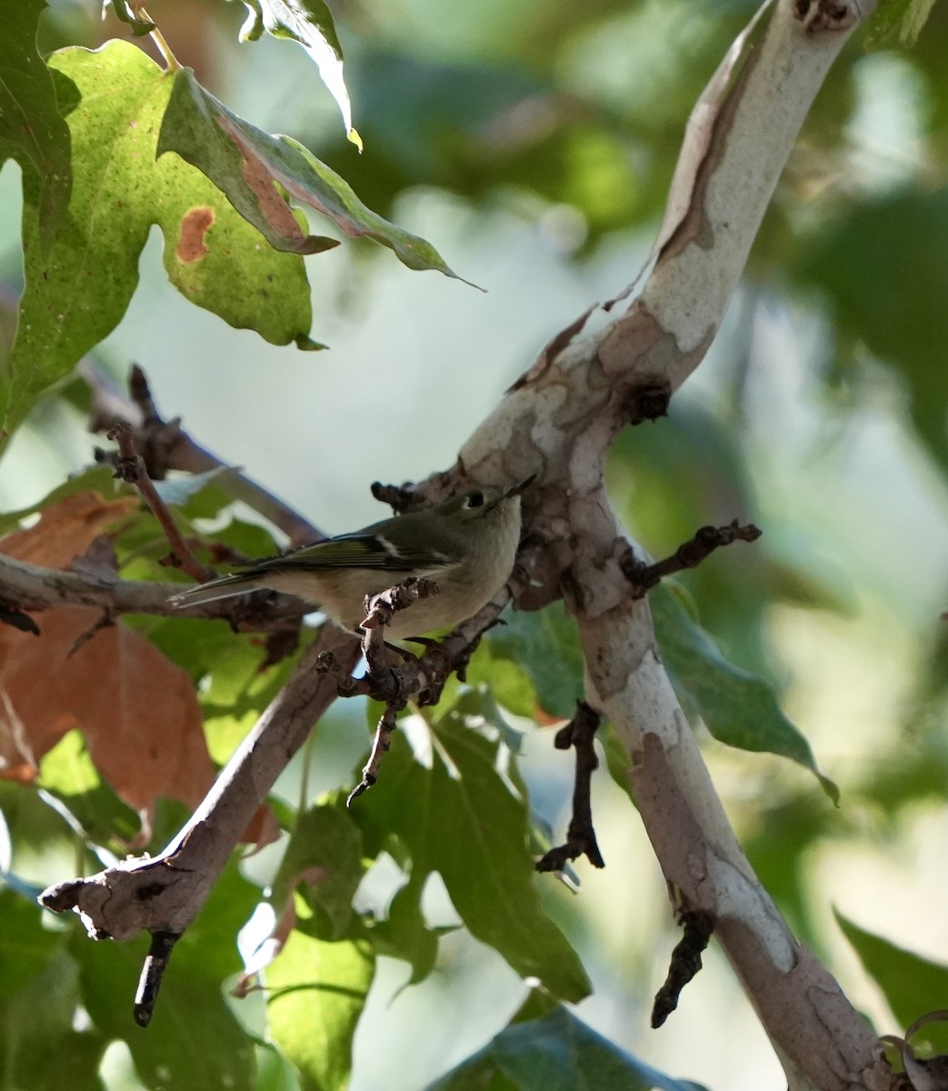 Ruby-crowned Kinglet - ML642178467