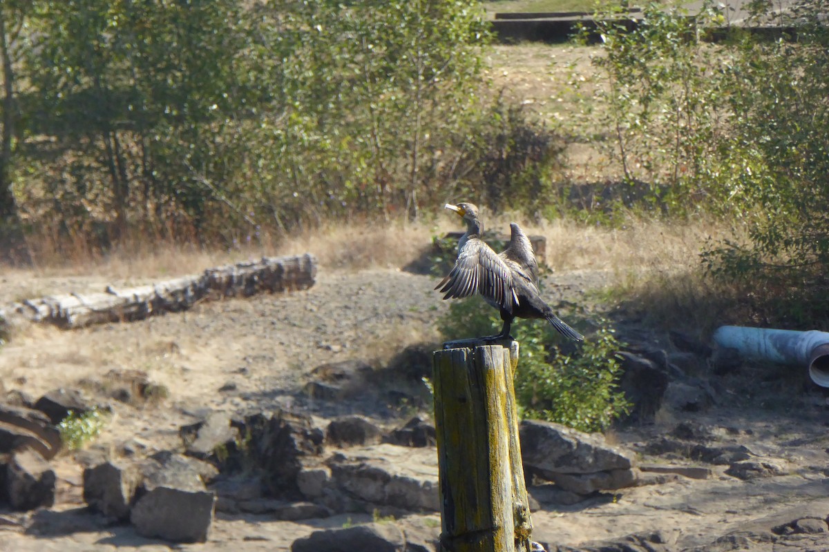 Double-crested Cormorant - ML642178473