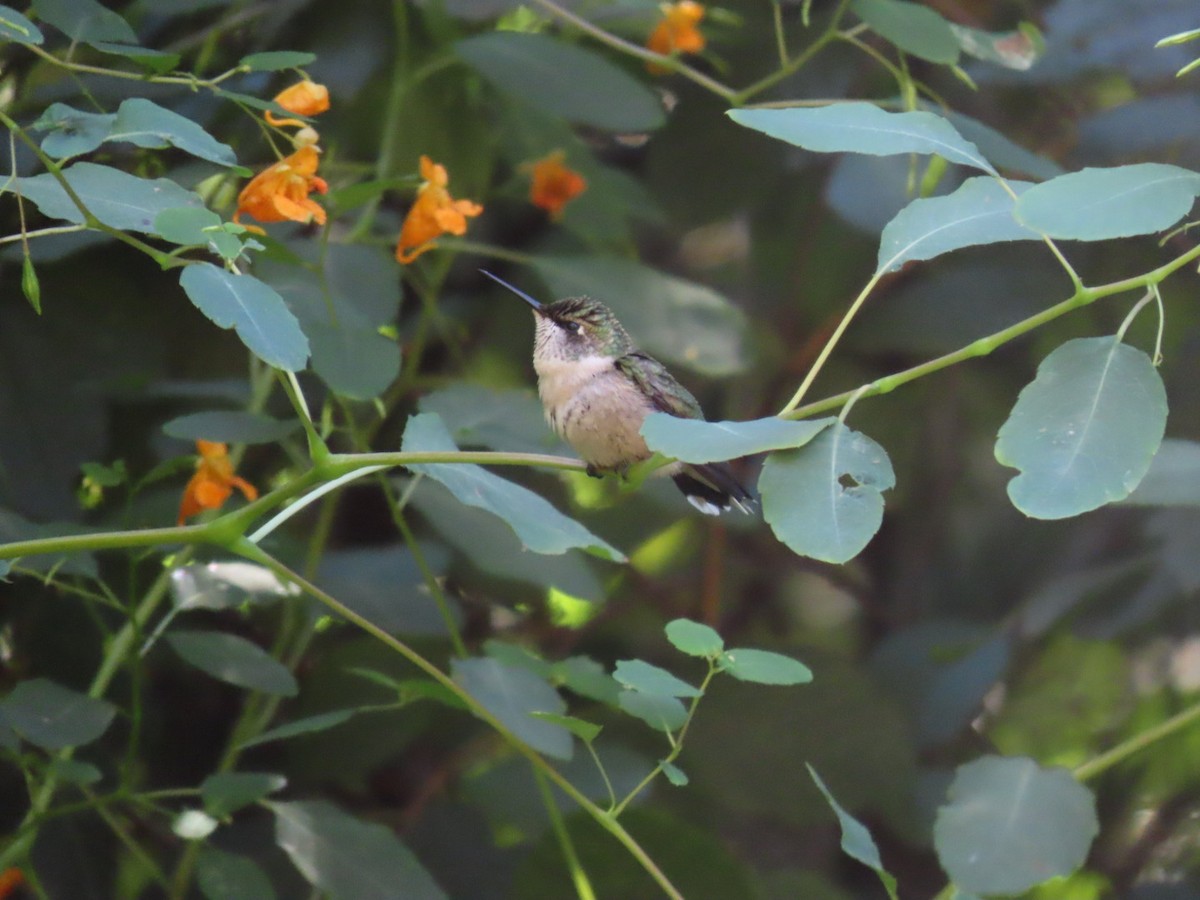 Ruby-throated Hummingbird - ML642178487