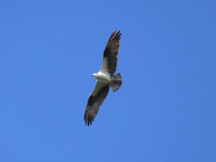 Osprey - ML642178494