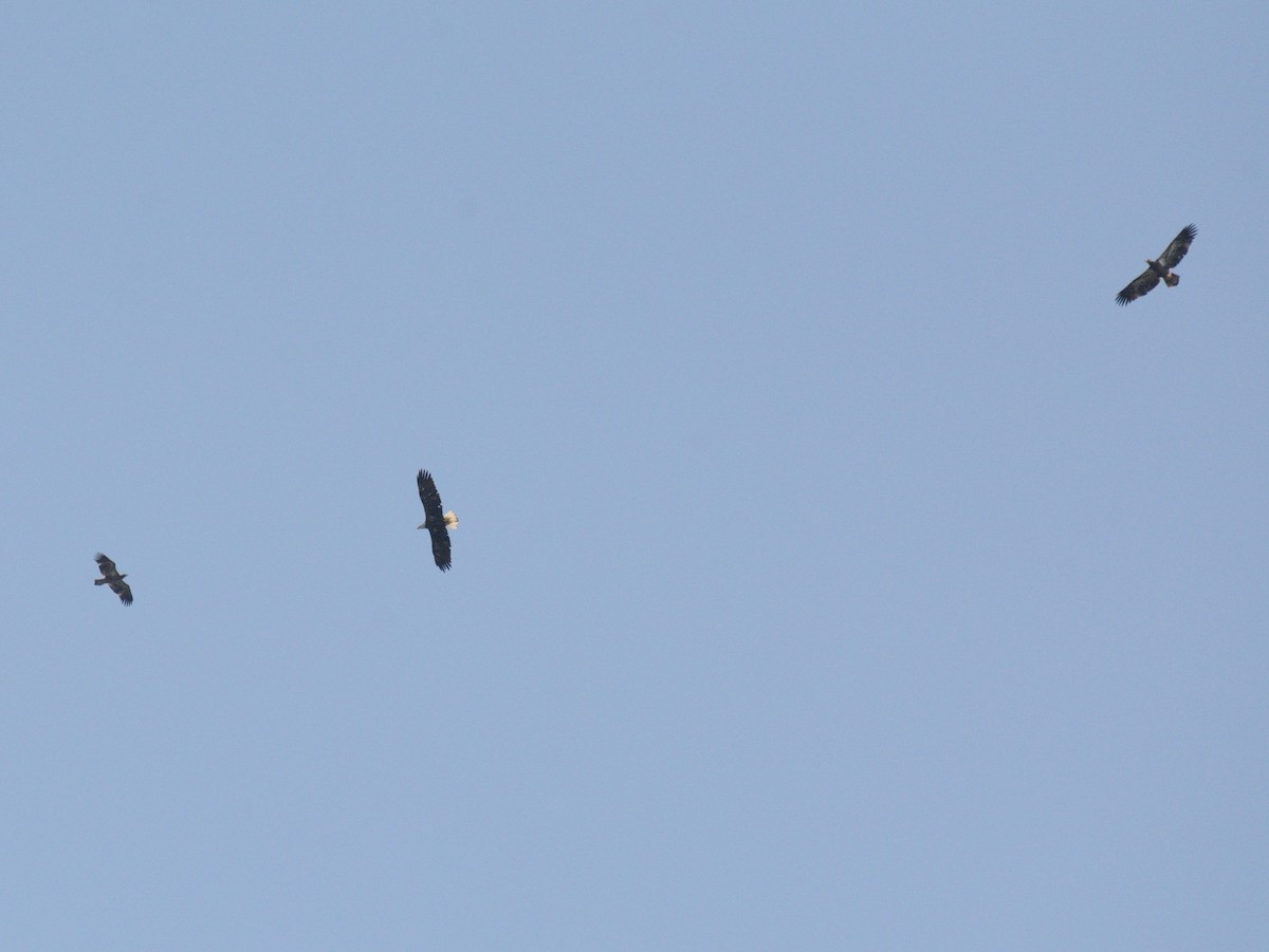 Bald Eagle - ML642178495