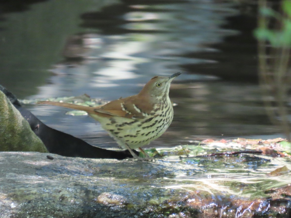 Brown Thrasher - ML642178498