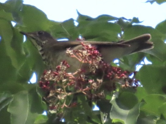 Gray-cheeked Thrush - ML642178506