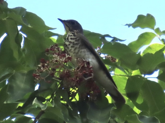 Gray-cheeked Thrush - ML642178507