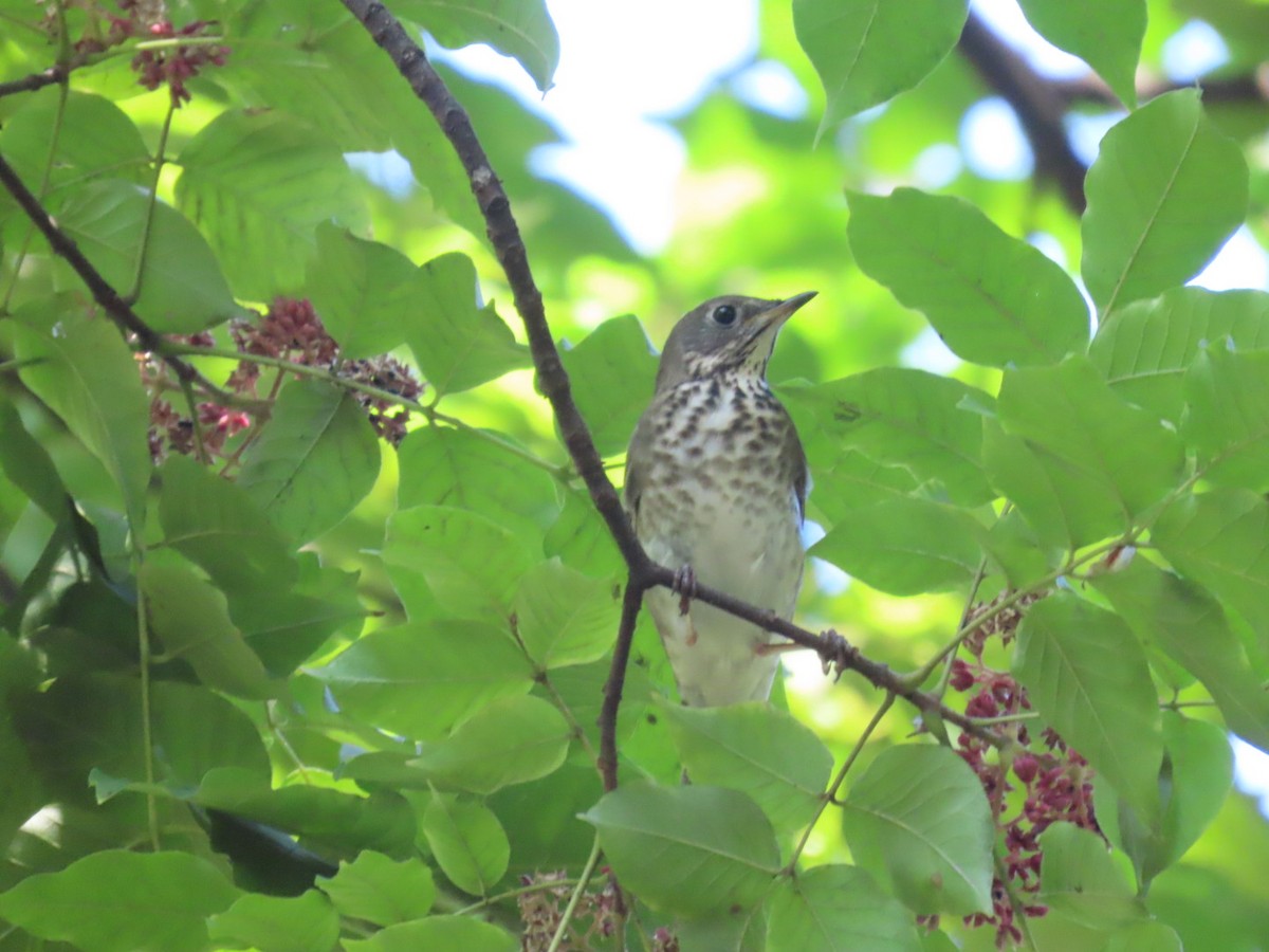 Gray-cheeked Thrush - ML642178508