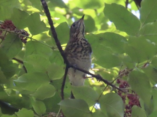 Gray-cheeked Thrush - ML642178509